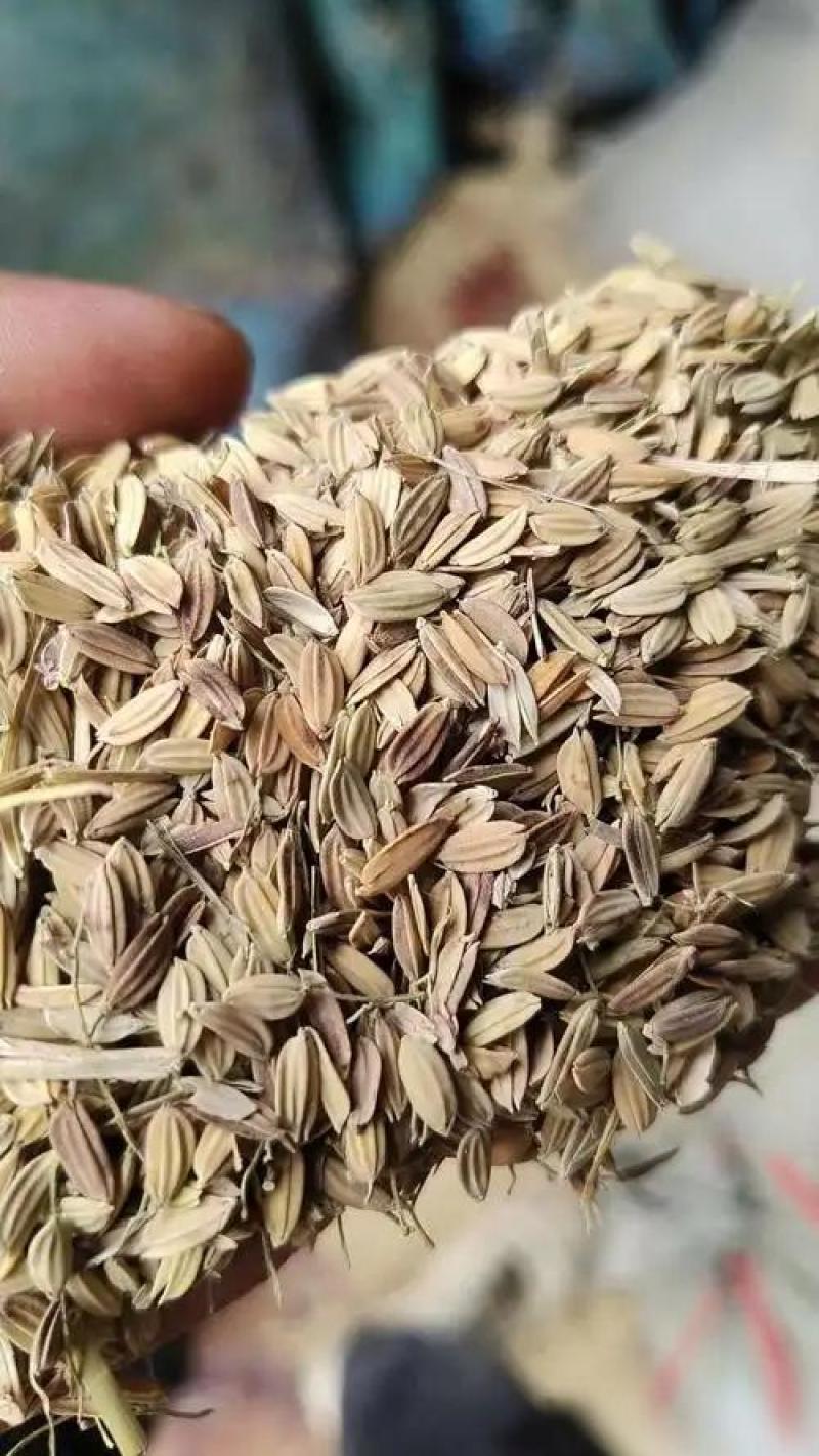 陕南瘪谷，秕壳谷，陈化稻，仓底挂壁粮