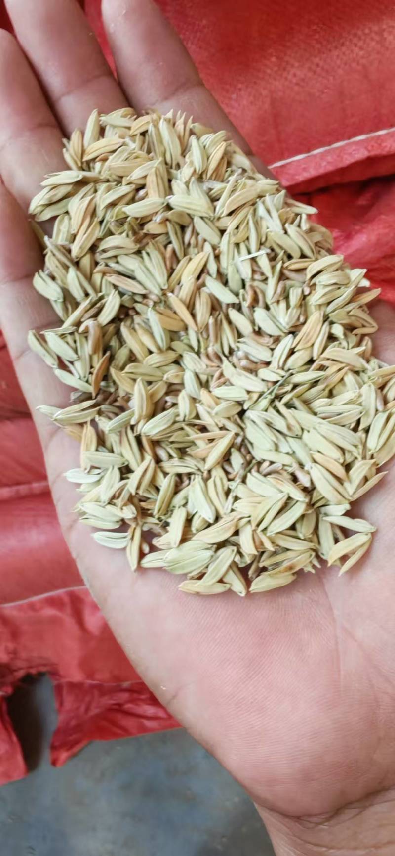 陕南瘪谷，秕壳谷，陈化稻，仓底挂壁粮