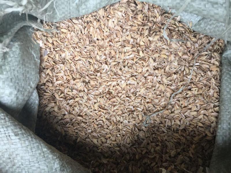 陕南瘪谷，秕壳谷，陈化稻，仓底挂壁粮