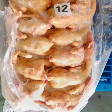 二级三黄鸡