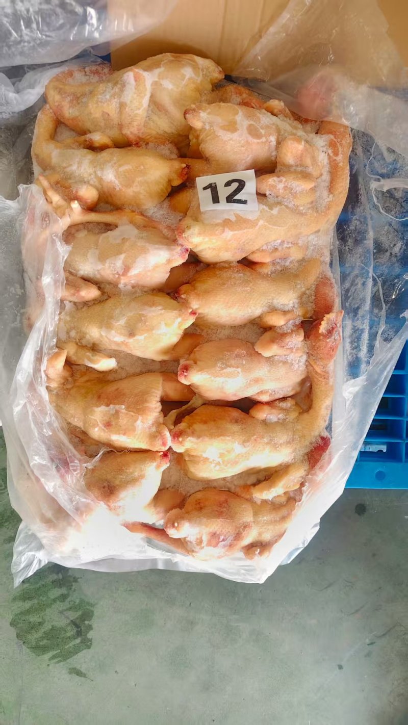 二级三黄鸡