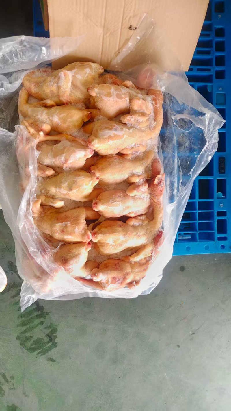 二级三黄鸡