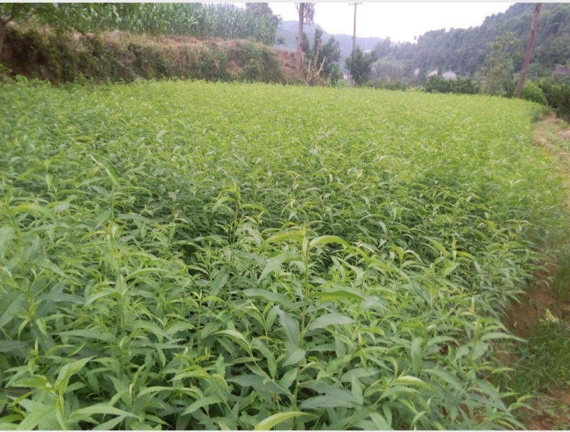 毛桃种子今年新采野毛桃树种子毛桃核种子桃树种子量大价优