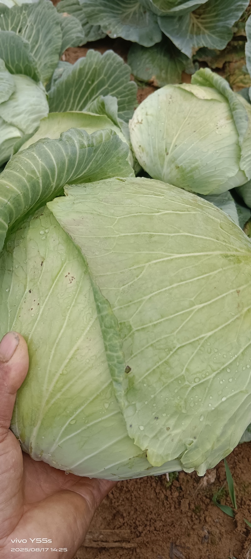 连花白京丰一号包菜高山蔬菜