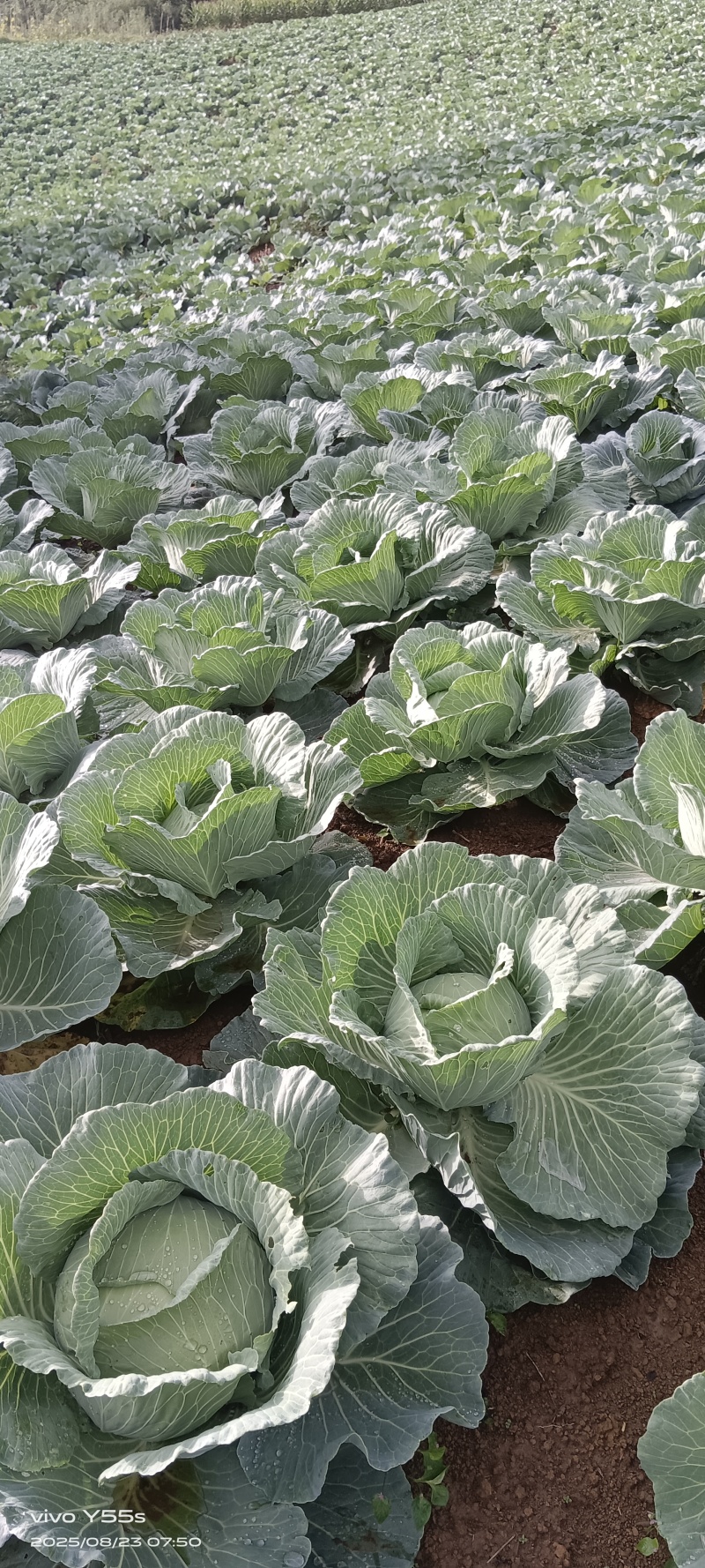 连花白京丰一号包菜高山蔬菜