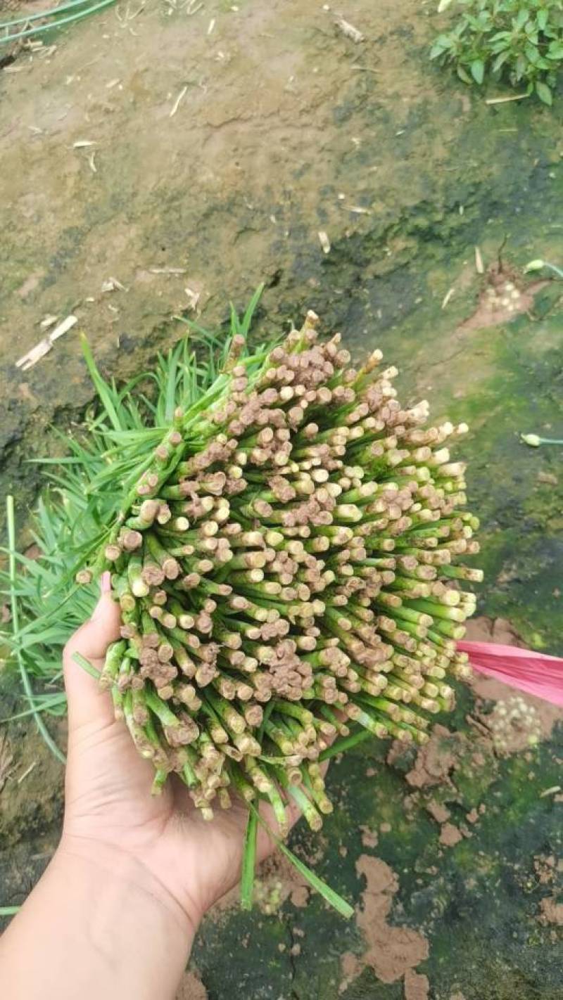 头茬韭菜，食品厂货，大量供应