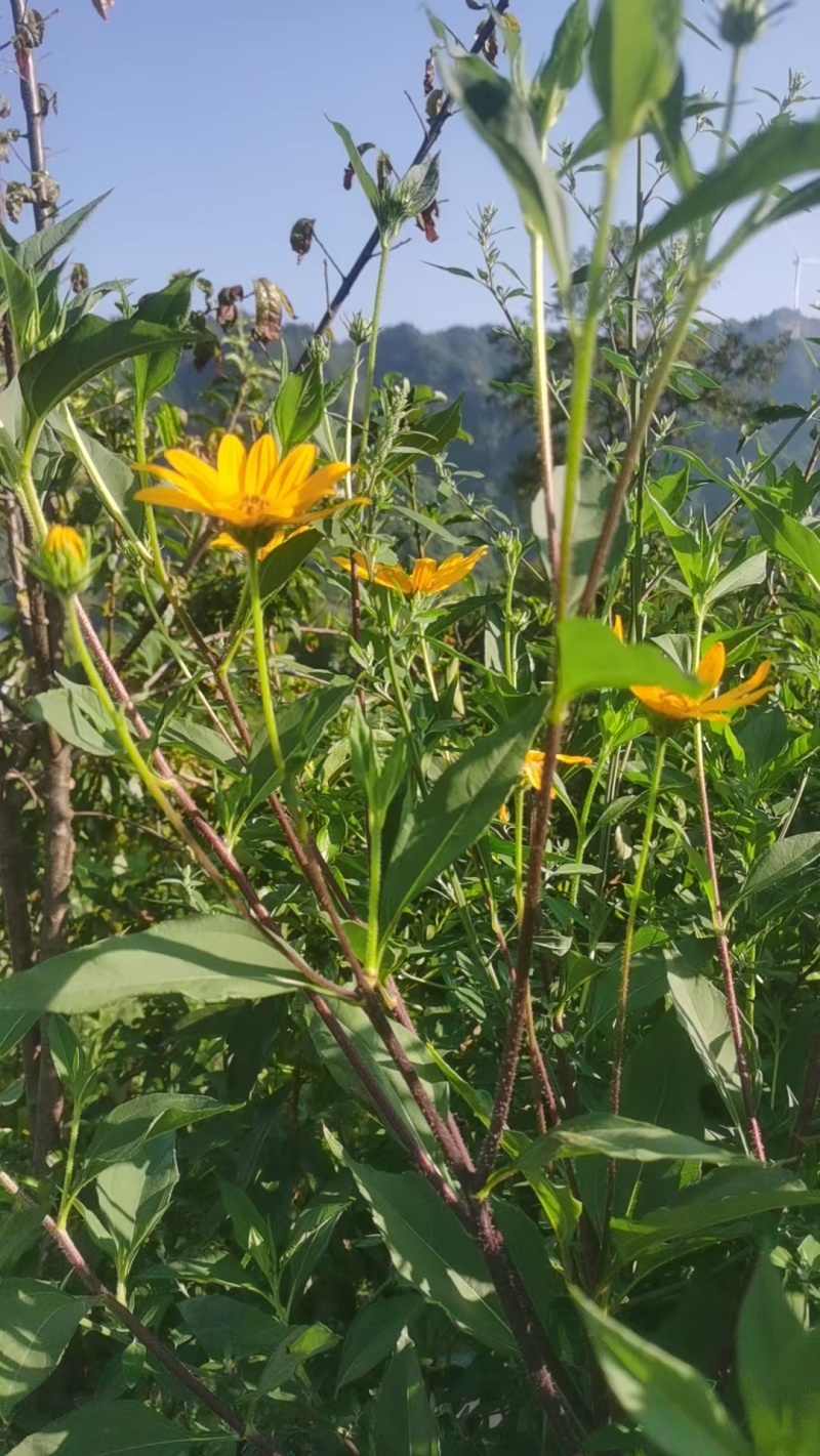 洋姜鬼子姜菊芋产地直供