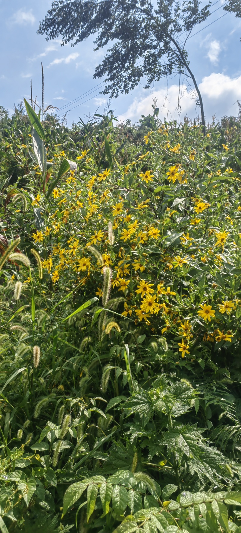 洋姜鬼子姜菊芋产地直供