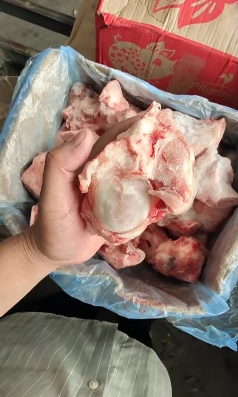 后肘骨