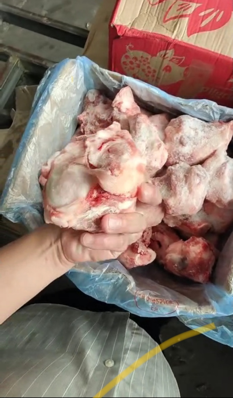 后肘骨