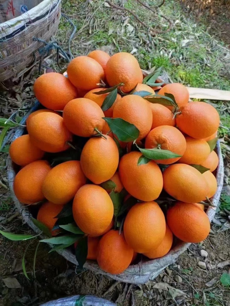 奉节脐橙