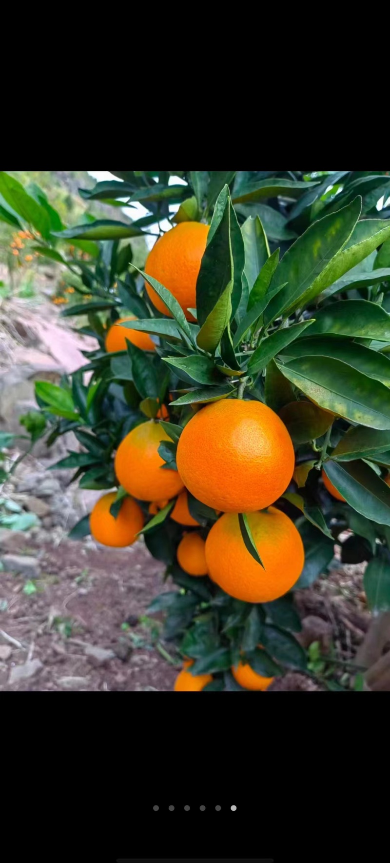 奉节脐橙