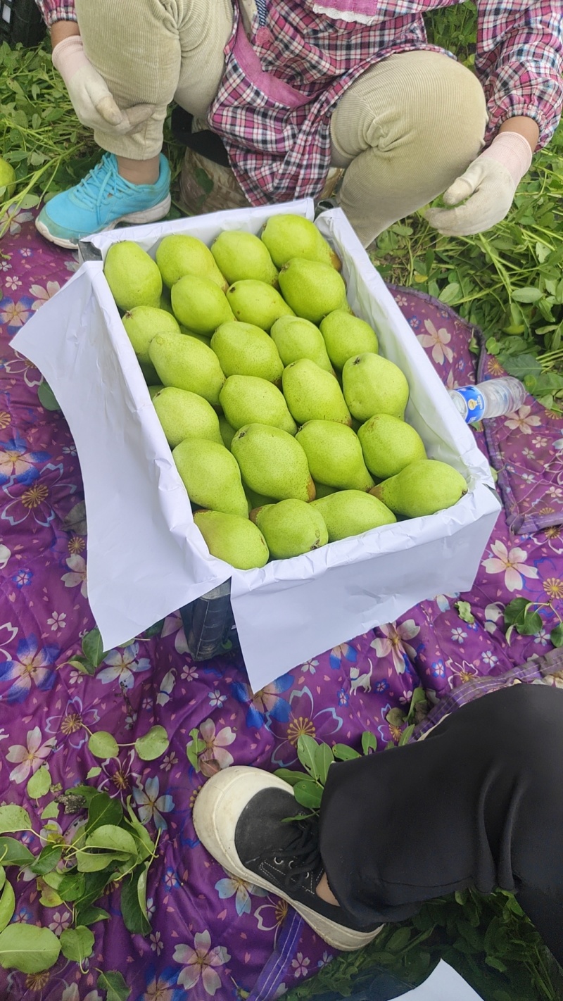 北镇特产大茄梨口感好