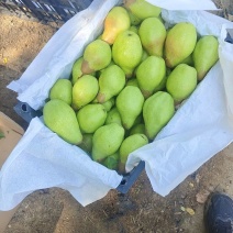 北镇特产大茄梨口感好