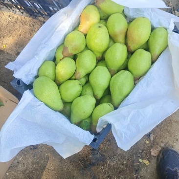 北镇特产大茄梨口感好