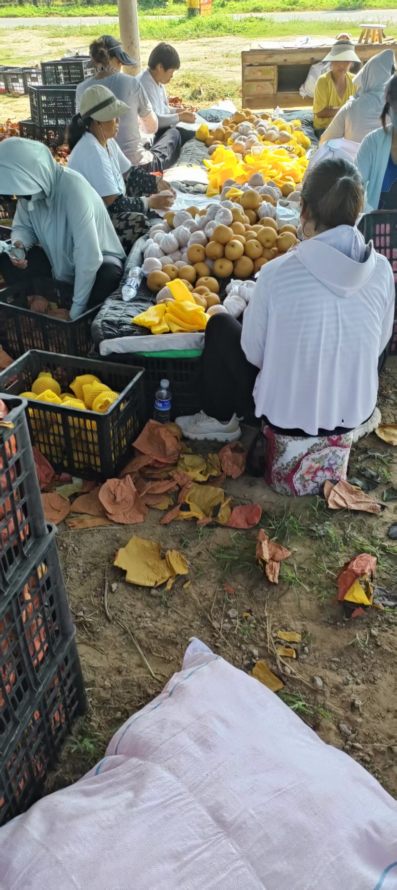 【精品】商丘秋月梨大量供应商超市场电商团购批发欢迎下单