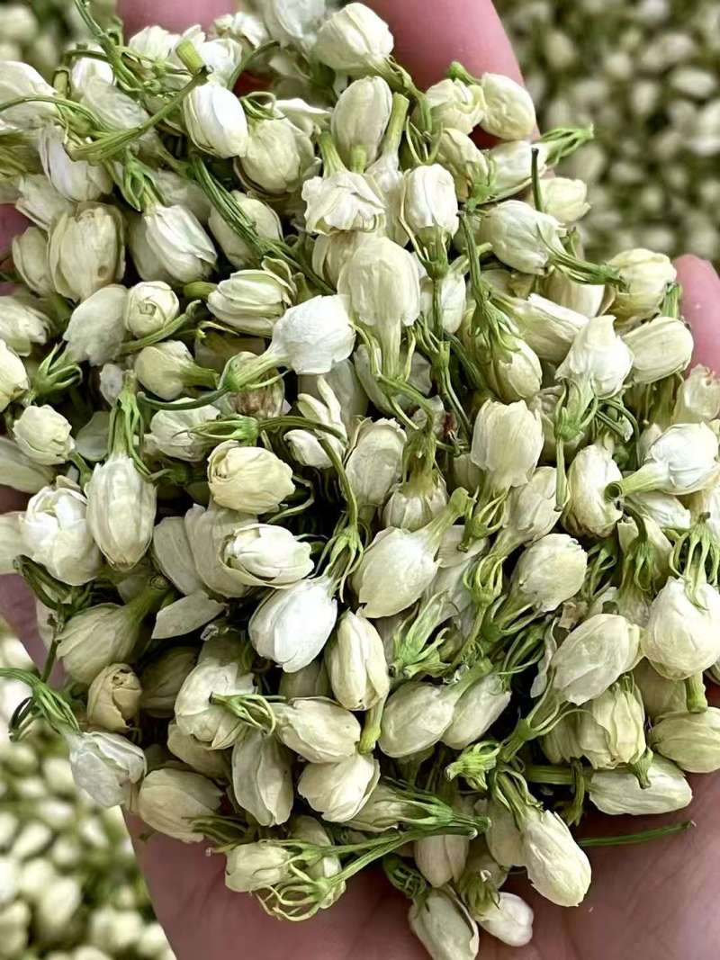 横州市茉莉茉莉花干，大小花，雪球等品种规格都有基地直供