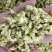 横州市茉莉茉莉花干，大小花，雪球等品种规格都有基地直供