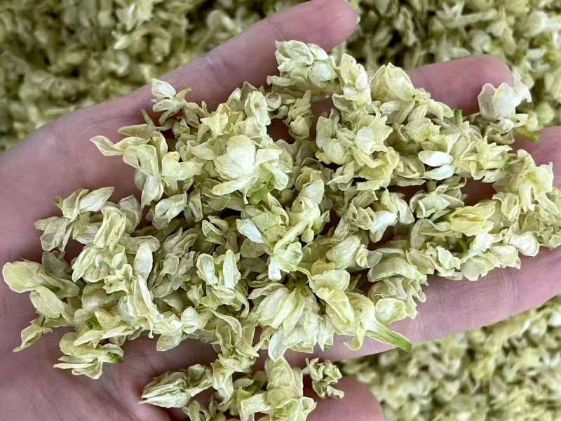横州市茉莉茉莉花干，大小花，雪球等品种规格都有基地直供