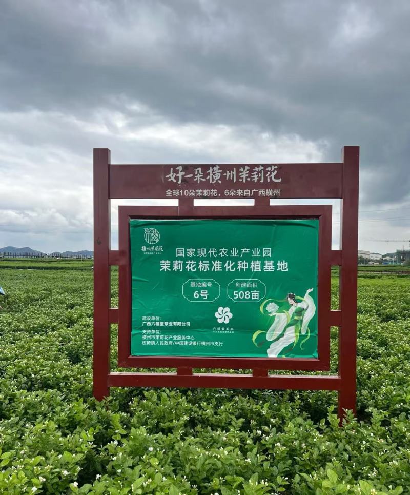 横州市茉莉茉莉花干，大小花，雪球等品种规格都有基地直供