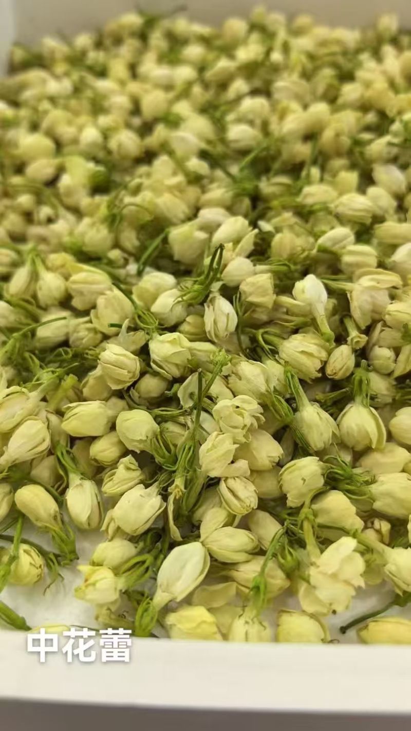 横州市茉莉茉莉花干，大小花，雪球等品种规格都有基地直供