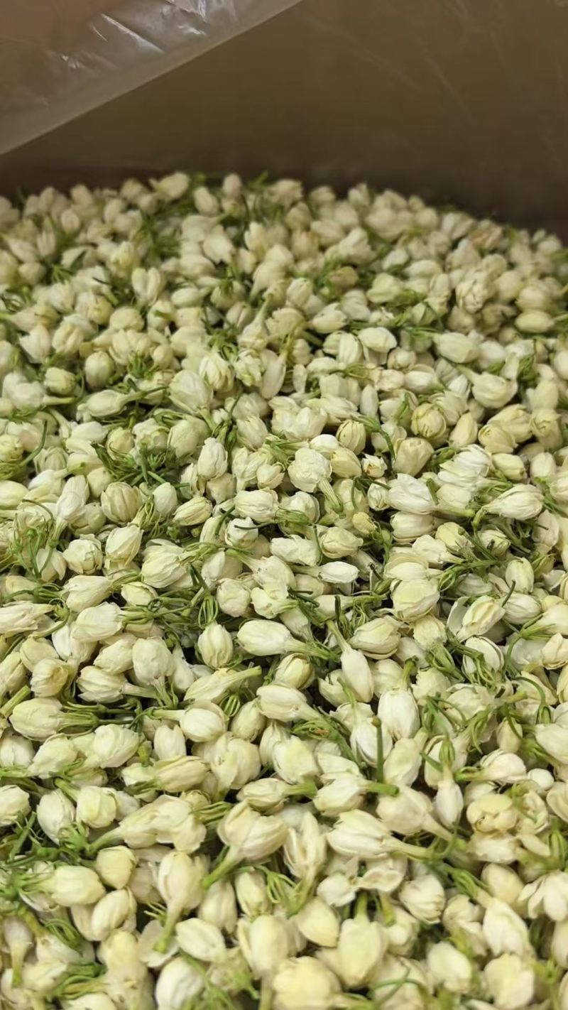 横州市茉莉茉莉花干，大小花，雪球等品种规格都有基地直供