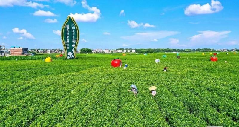 横州市茉莉茉莉花干，大小花，雪球等品种规格都有基地直供