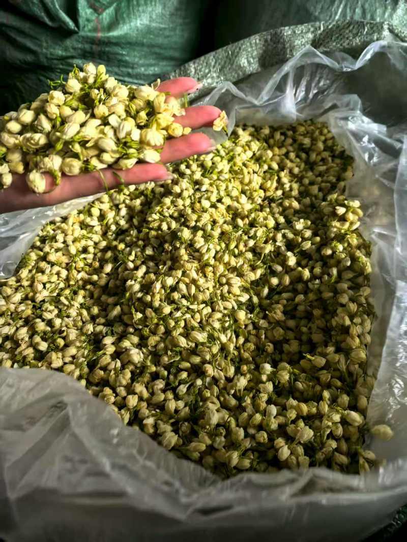 横州市茉莉茉莉花干，大小花，雪球等品种规格都有基地直供