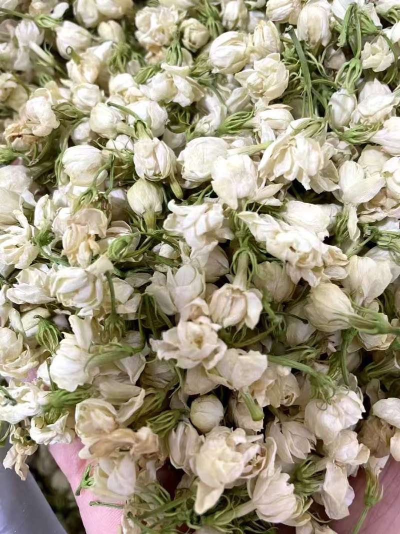 横州市茉莉茉莉花干，大小花，雪球等品种规格都有基地直供