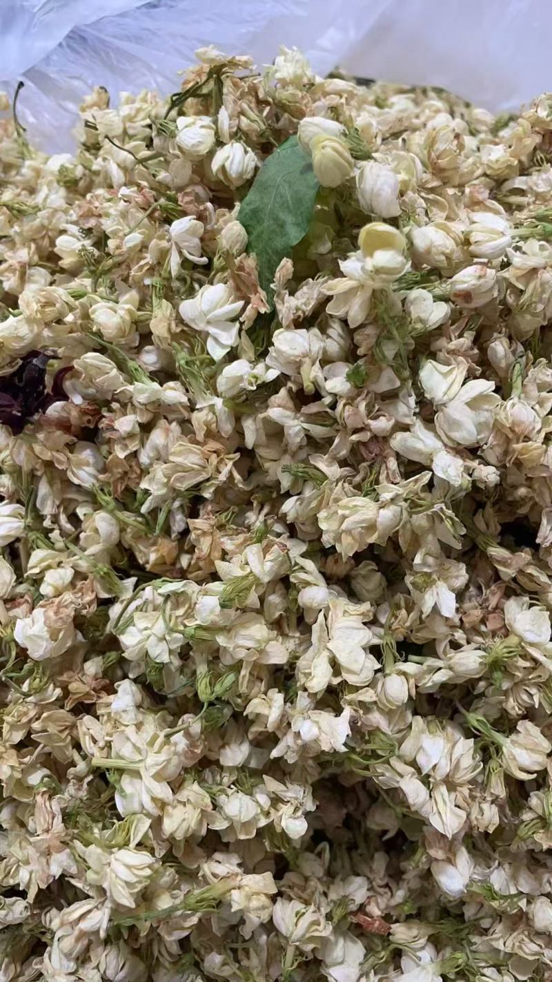 横州市茉莉茉莉花干，大小花，雪球等品种规格都有基地直供