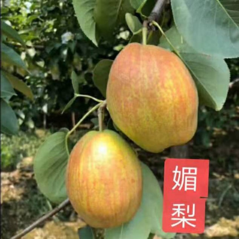 新梨七号，媚梨