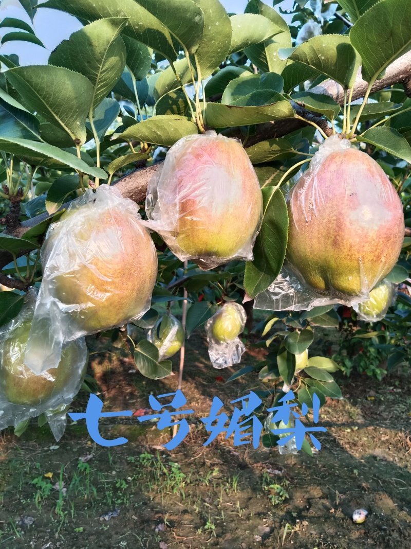 新梨七号，媚梨