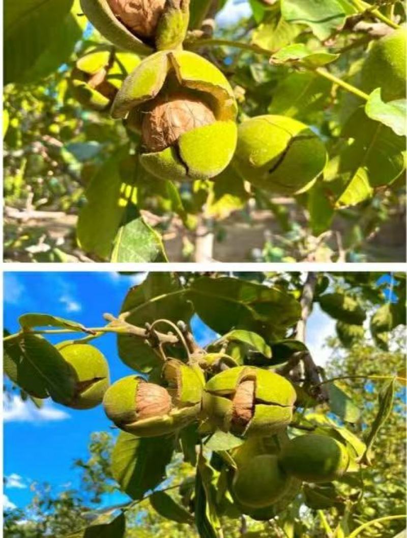 新疆185纸皮核桃干核桃产地发货一手货源批发质量保证价格
