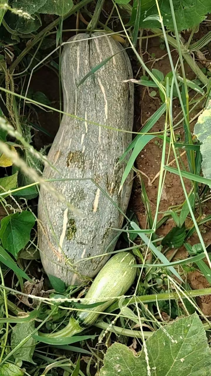 河南巩义自家种植菜南瓜青南瓜大量上市