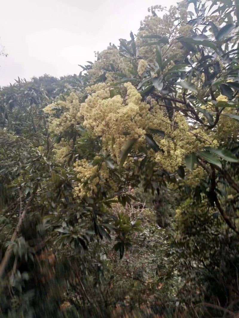 鸭脚木冬蜂蜜