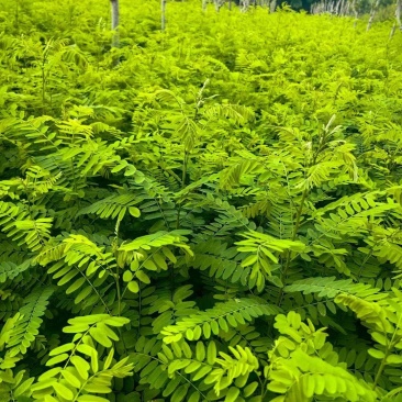 紫穗槐杯苗，小大卜紫穗槐