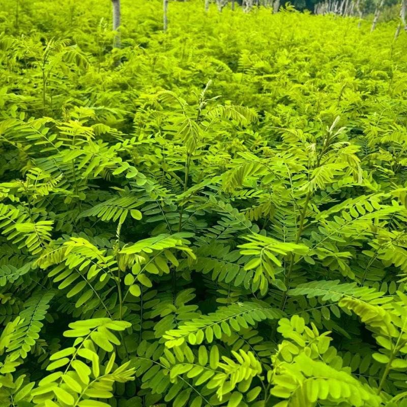 紫穗槐杯苗，小大卜紫穗槐