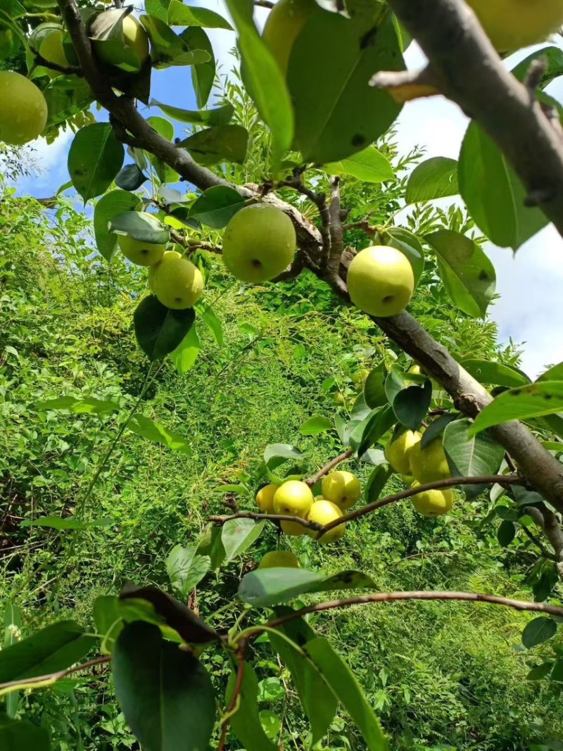 高山上的皇冠梨大量上市有需要的老板联系。色泽口感一流