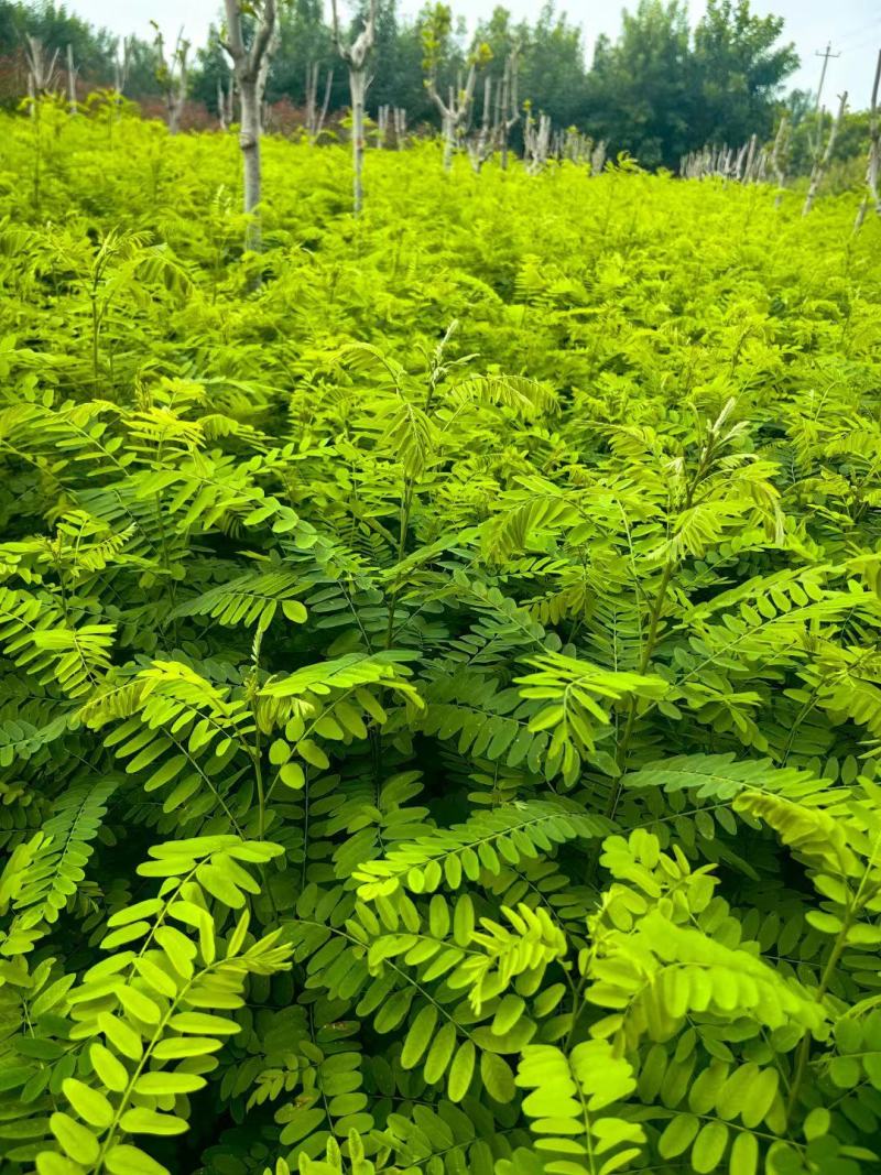 紫穗槐杯苗，小大卜紫穗槐