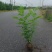 紫穗槐杯苗，小大卜紫穗槐