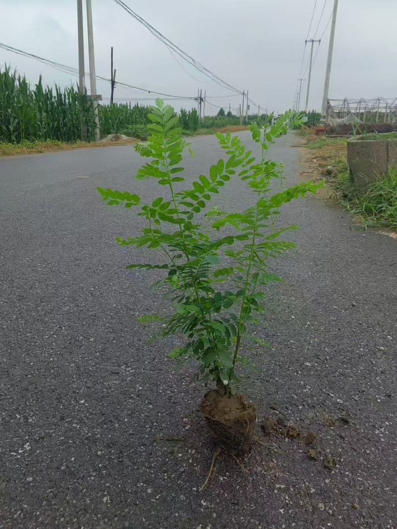 紫穗槐杯苗，小大卜紫穗槐