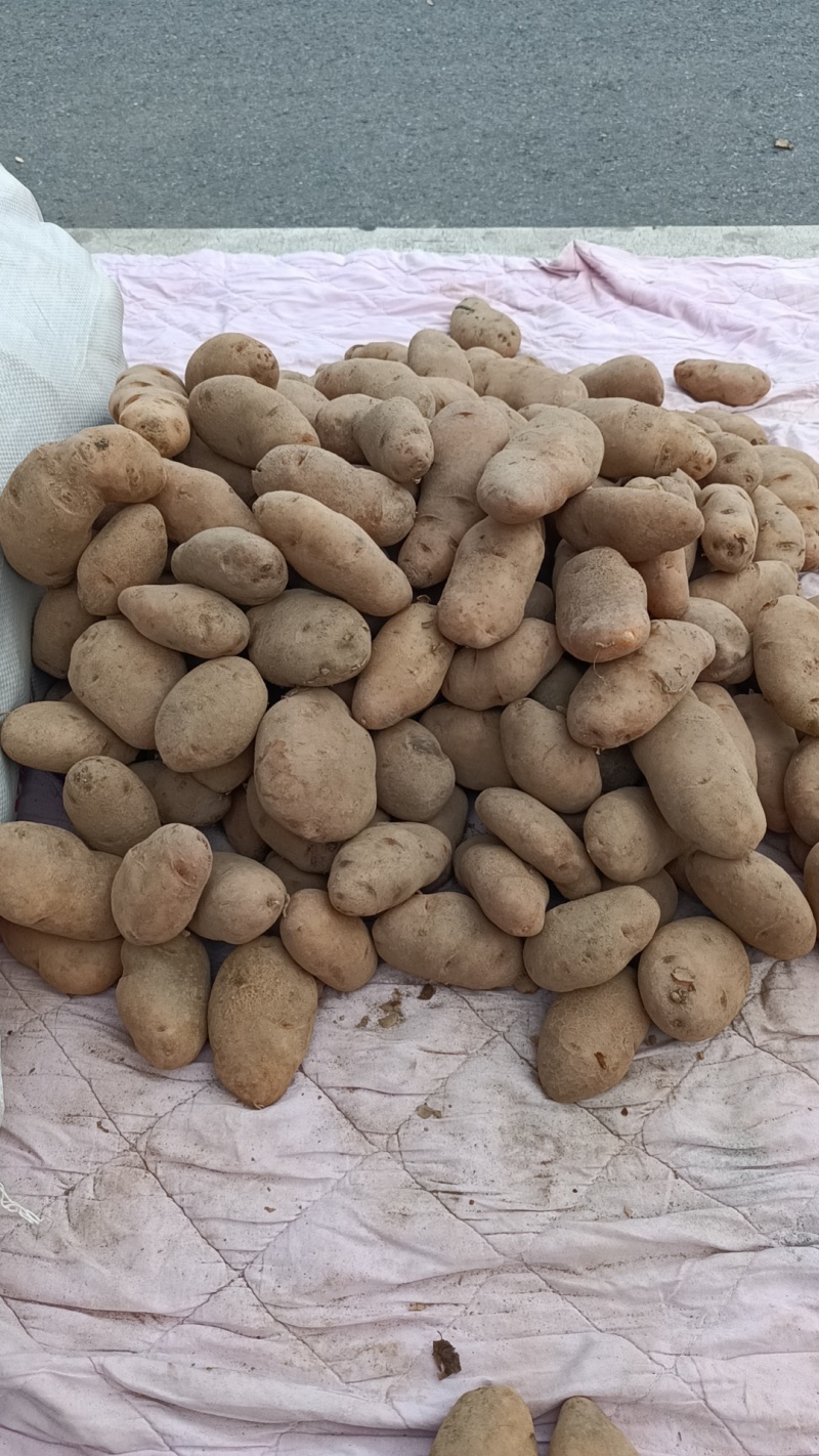 镇巴高山上的红土豆e