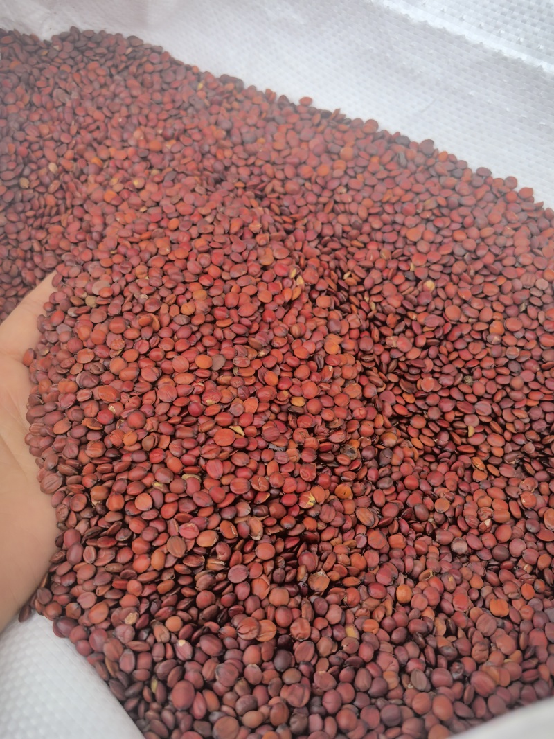 国产98货枣仁特别饱满颜色好看物美价廉