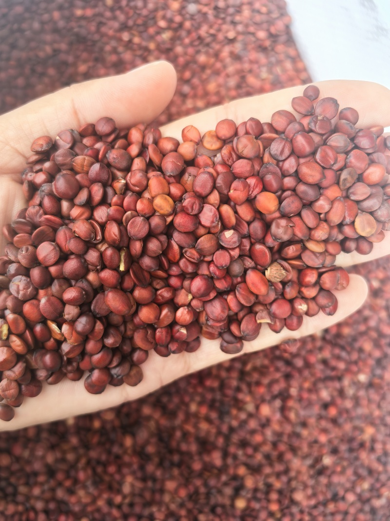 国产98货枣仁特别饱满颜色好看物美价廉