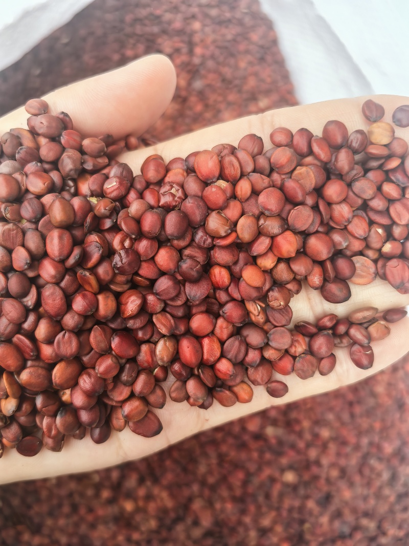 国产98货枣仁特别饱满颜色好看物美价廉