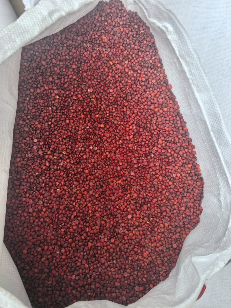 国产98货枣仁特别饱满颜色好看物美价廉