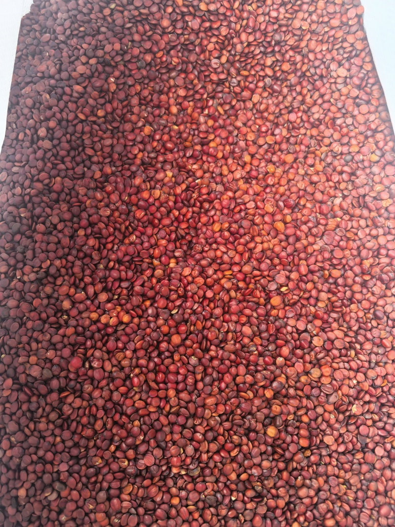 国产98货枣仁特别饱满颜色好看物美价廉