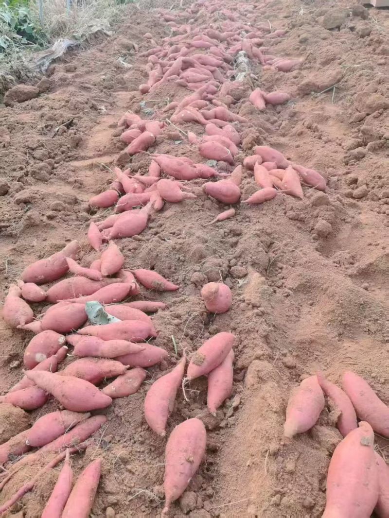 西瓜红地瓜大量开园，山东邹城市产地直销，
