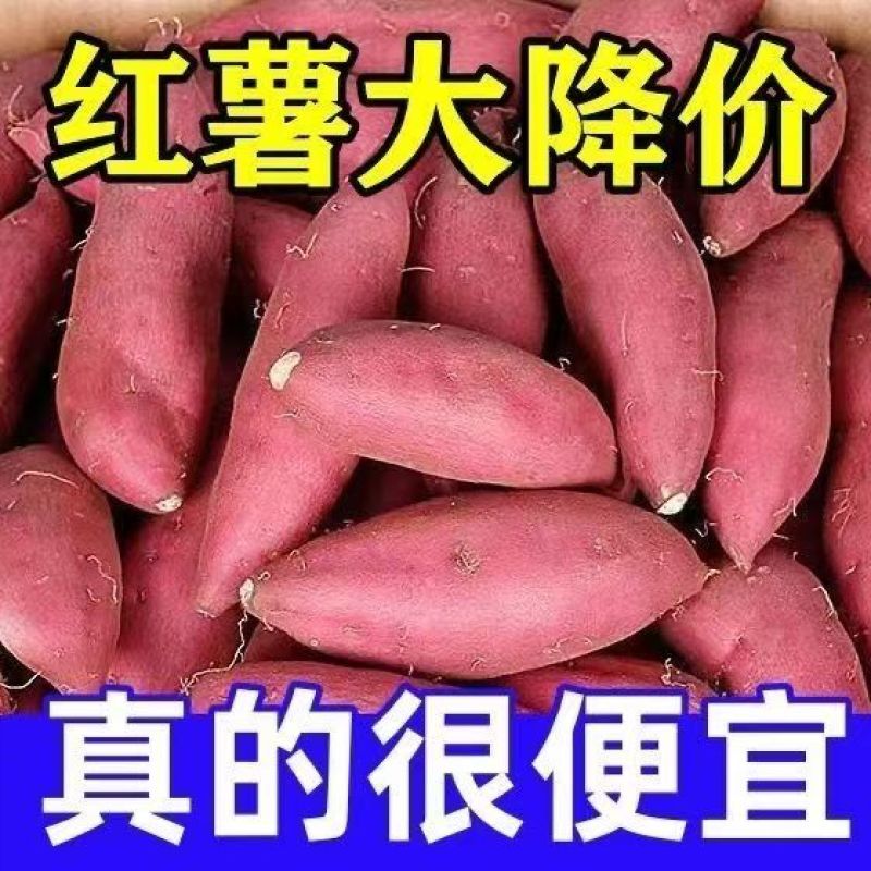 西瓜红地瓜大量开园，山东邹城市产地直销，