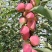 内蒙沙地鸡心果，马上下树，自然成熟，香甜可口纯绿色水果！